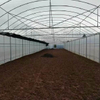 Cheap Price Arch Greenhouse for Vegetable