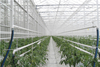 Heating Systems for Agriculture Greenhouse Growing Vegetables/Strawberry