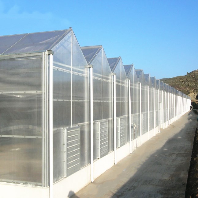 Customized Agricultural Tomato Hydroponics System Venlo Pc Polycarbonate Sheet Greenhouse 