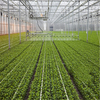  Customized Ecofriendly Tomato Growing Hydroponics System Venlo Polycarbonate Sheet Greenhouse
