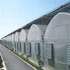 Multi Span PC Sheet Arch Type Greenhouse for Commercial Picking Garden