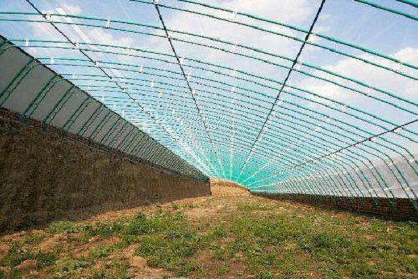 Leaf Vegetable Solar Greenhouse with Po/PE Film