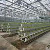 Multi-span High quality Hydroponic system Greenhouse Venlo Agricultural Greenhouse for Vegetables/flowers/fruits/garden/tomato/crop/corn