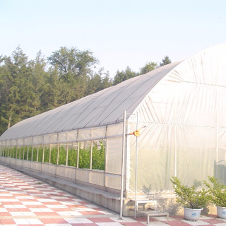 Small Tunnel Greenhouse with Galvanized Steel Structure