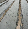 Wholesale High Quality Biodegradable Agricultural Plastic Mulch Film