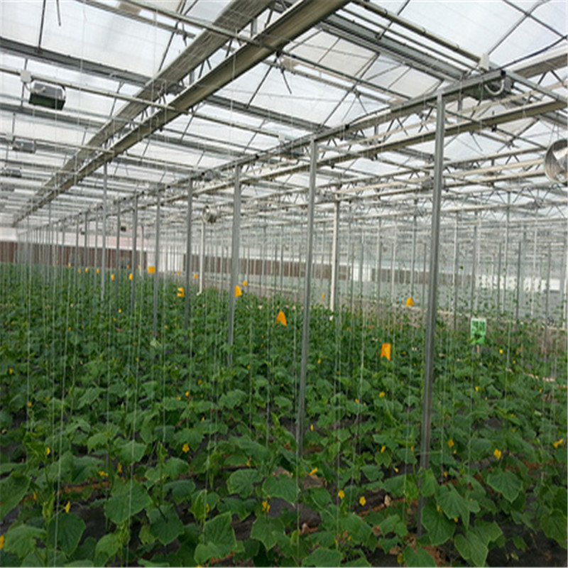 Automated Greenhouse Environment Control System Venlo Greenhouse Agricultural Greenhouse for Vegetables/flowers/fruits/garden/tomato/crop/corn