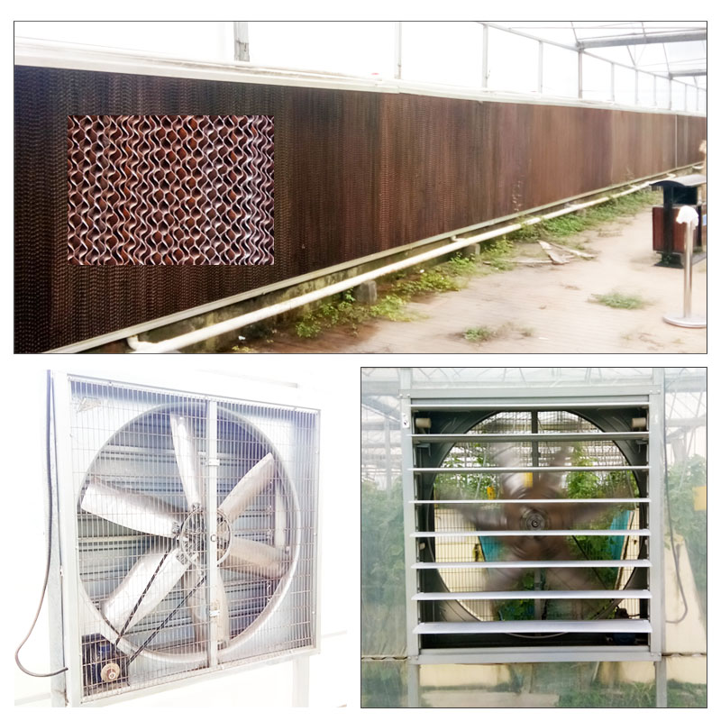 Greenhouse Cooling System on cooling pad with exhaust fans