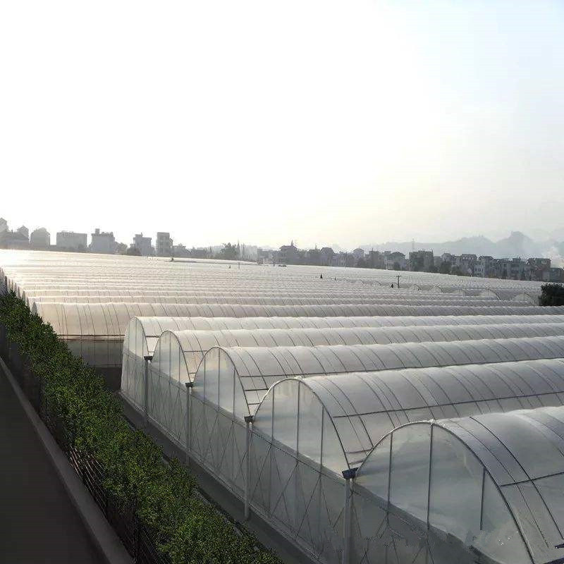 Multi-span Polytunnel Hydroponic Venlo Agricultural Polycarbonate Film Greenhouse for Vegetables/flowers/fruits/garden/tomato/crop/corn