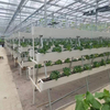 Hydroponic system Greenhouse Multi-span Venlo Agricultural Greenhouse for Vegetables/flowers/fruits/garden/tomato/crop/corn