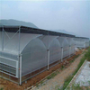 Hydroponic galvanized auto-control film/plastic greenhouse for tomato/romaine lettuce/strawberry 