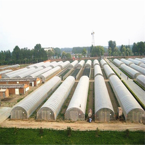 Professional Invernadero Single-span Plastic Film Tunnel Greenhouse for Vegetables 