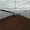 Single-Span Garden Greenhouse for Agriculture