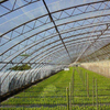 Leaf Vegetable Solar Greenhouse with Po/PE Film