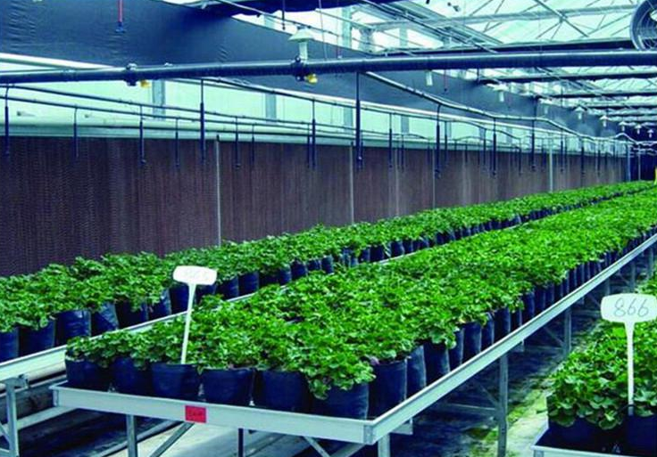 Greenhouse Water Evaporative Cooling System - Buy Product on HUIJING ...