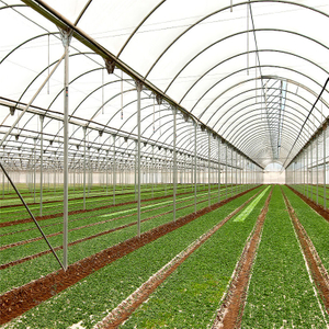 Plastic cheap price Solar Venlo Polytunnel Hydroponic Agricultural Film Greenhouse for Vegetables/flowers/fruits/garden/tomato/crop/corn
