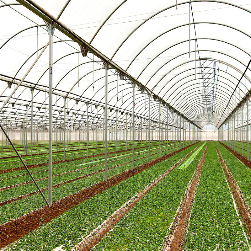 Plastic Hot sale Solar Venlo Polytunnel Hydroponic Agricultural Film Greenhouse for Vegetables/flowers/fruits/garden/tomato/crop/corn