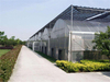 Multi Span PC Sheet Arch Type Greenhouse for Commercial Picking Garden