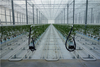 Heating Systems for Agriculture Greenhouse Growing Vegetables/Strawberry