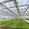 Polytunnel Single-span cheap price Hydroponic Agricultural Film Greenhouse for Vegetables/flowers/fruits/garden/tomato/crop/corn