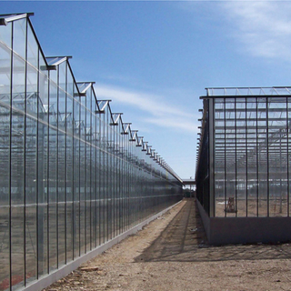 Hot Sale Venlo Tempered Glass Greenhouse With Hydroponic Growing System 