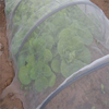 Agricultural Product Fruit Fly Nets /vegetables Anti Fly Net /greenhouse Anti Insect Net 