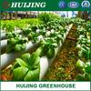 China Hydroponic Growing System for Plastic Film Greenhouse